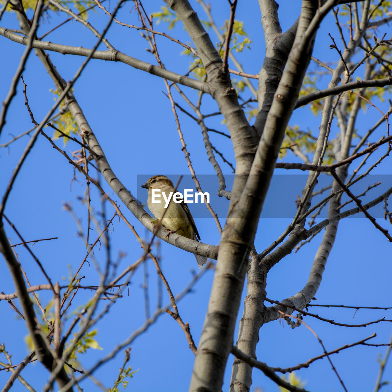 tree, branch, plant, sky, low angle view, bird, nature, blue, no people, clear sky, animal, animal themes, perching, animal wildlife, wildlife, day, spring, bare tree, twig, flower, outdoors, one animal, leaf