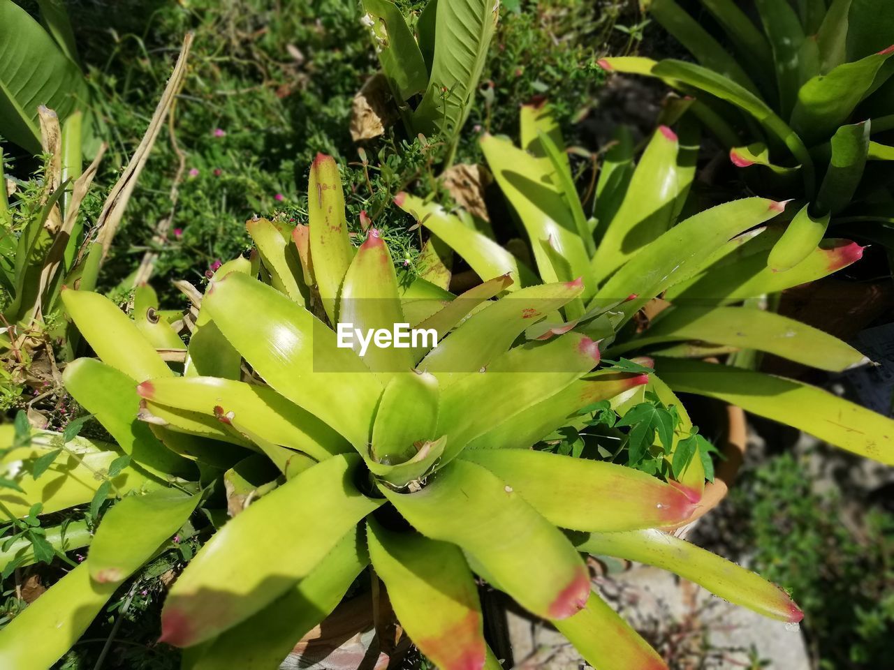 CLOSE-UP OF FLOWERING PLANT