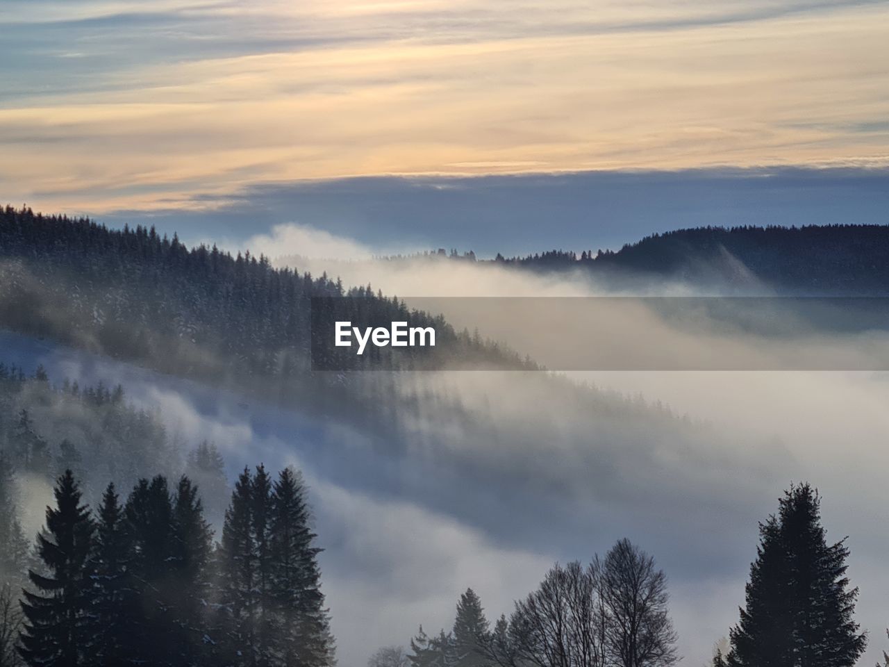 Scenic view of forest against sky during sunset