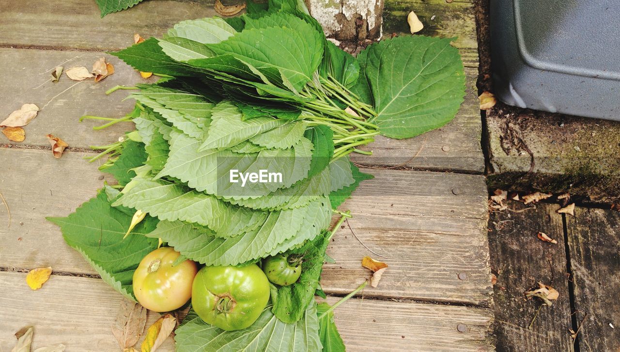 High angle view of fresh wooden plant
