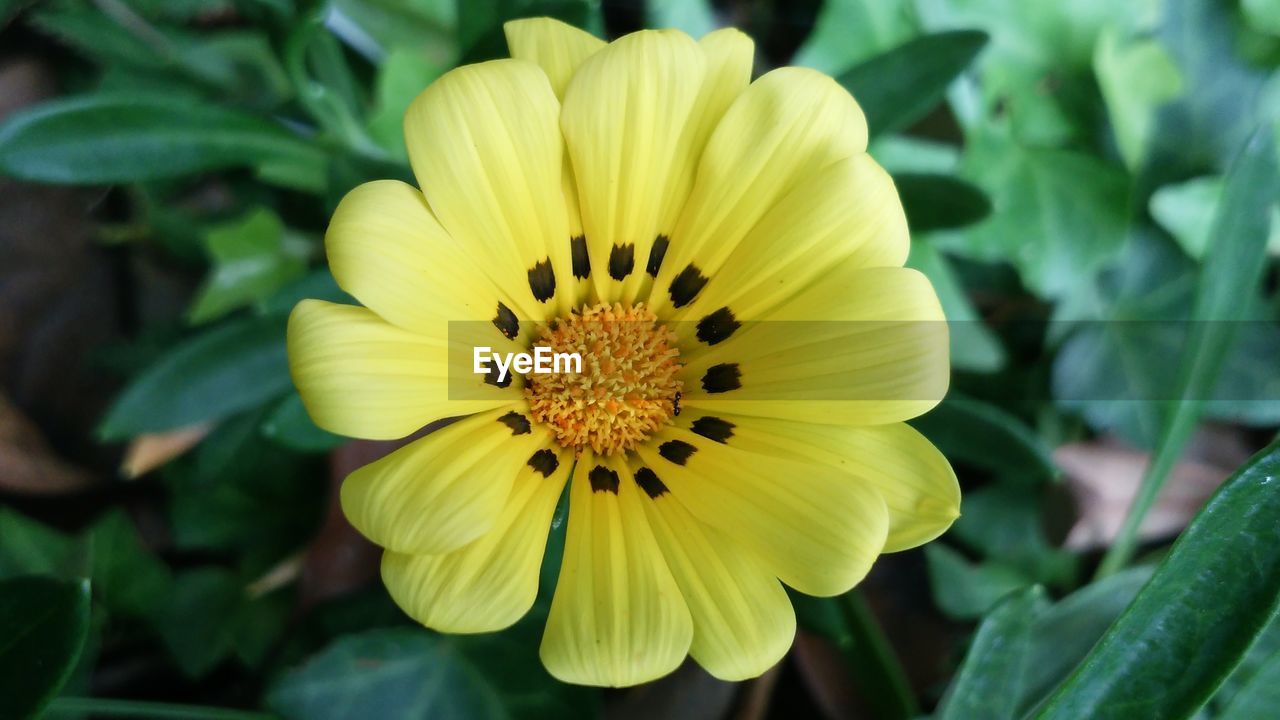 CLOSE-UP OF YELLOW FLOWERS BLOOMING OUTDOORS