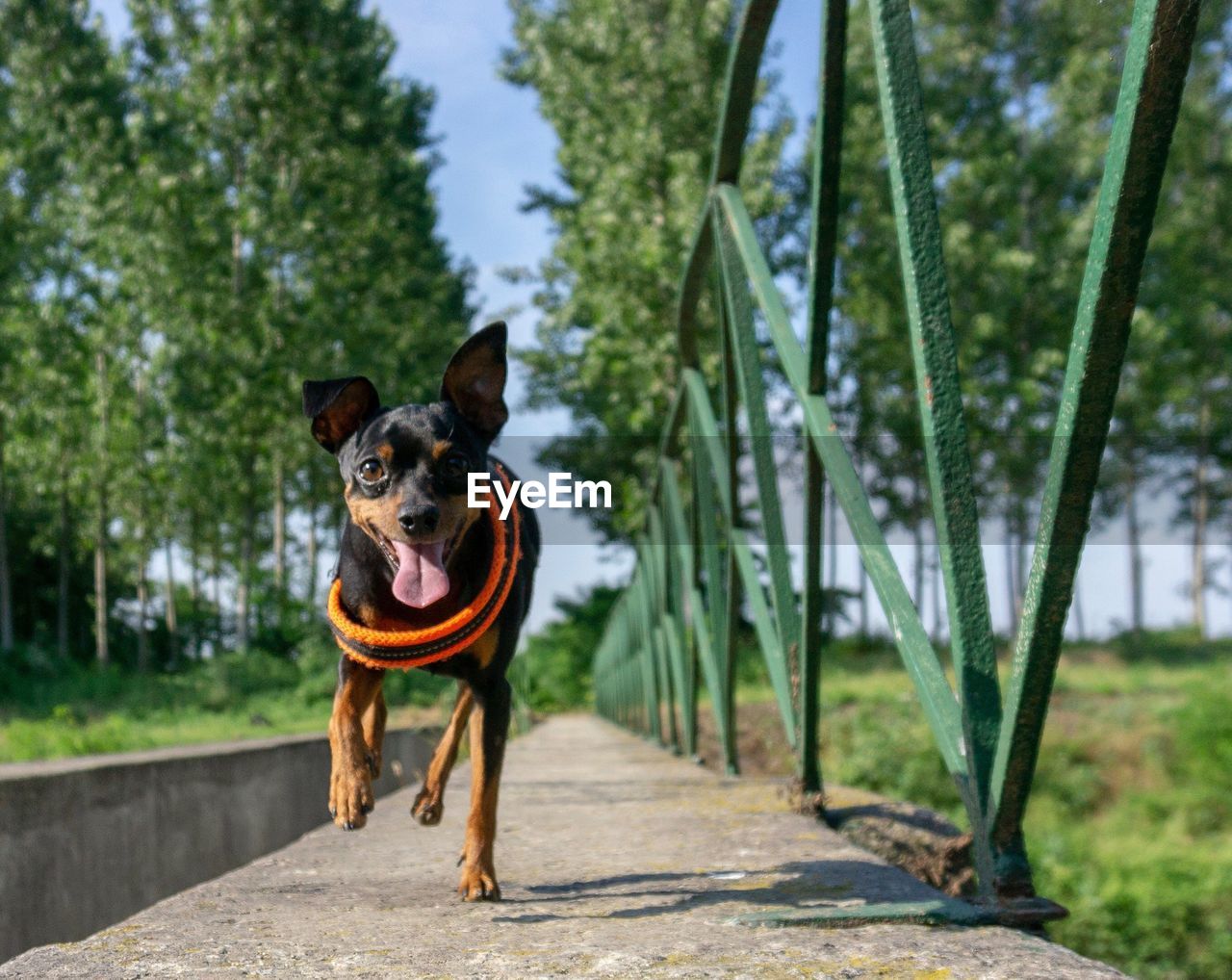 PORTRAIT OF DOG STANDING IN A HORSE