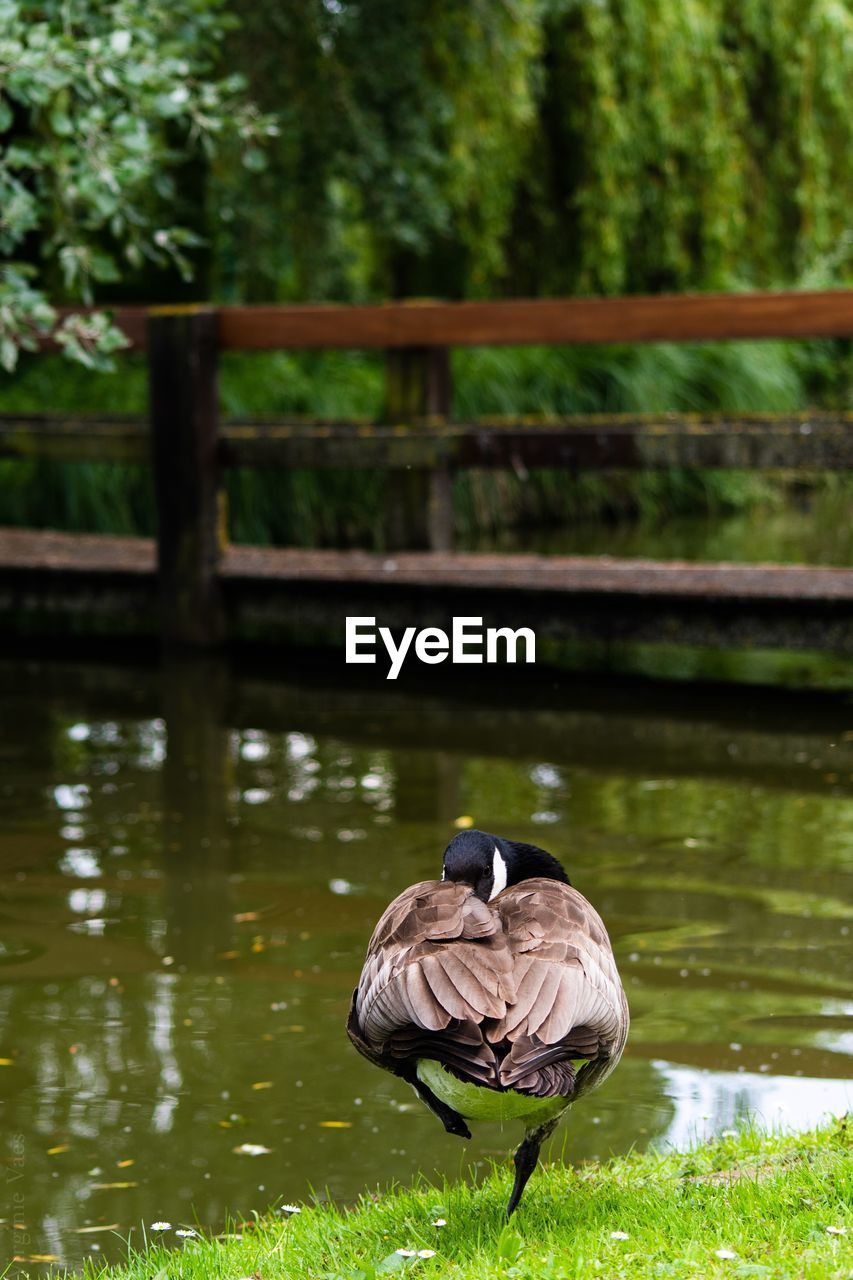 VIEW OF DUCKS ON LAKE