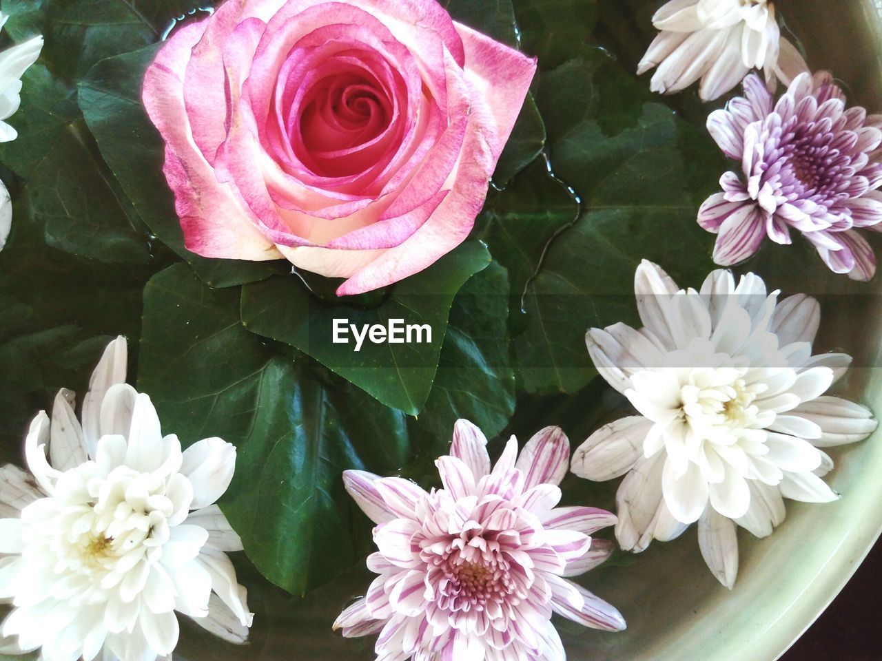 CLOSE-UP OF FLOWERS BLOOMING OUTDOORS