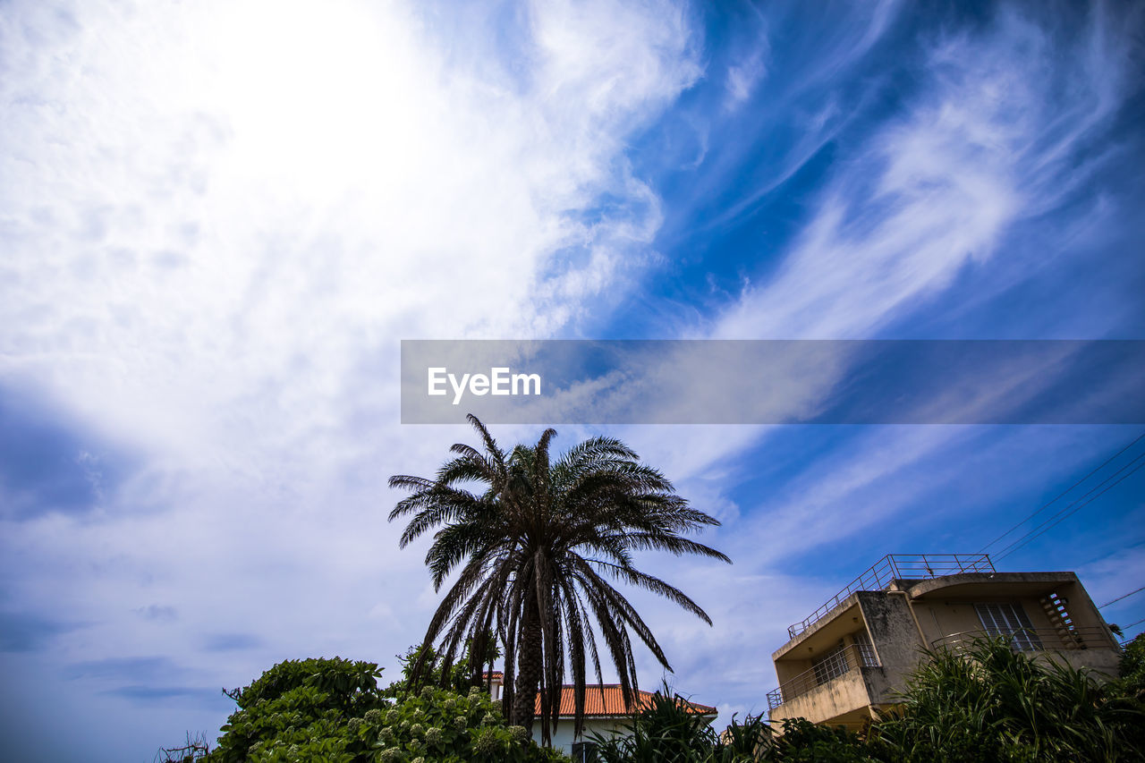 LOW ANGLE VIEW OF PALM TREES AGAINST BUILDING