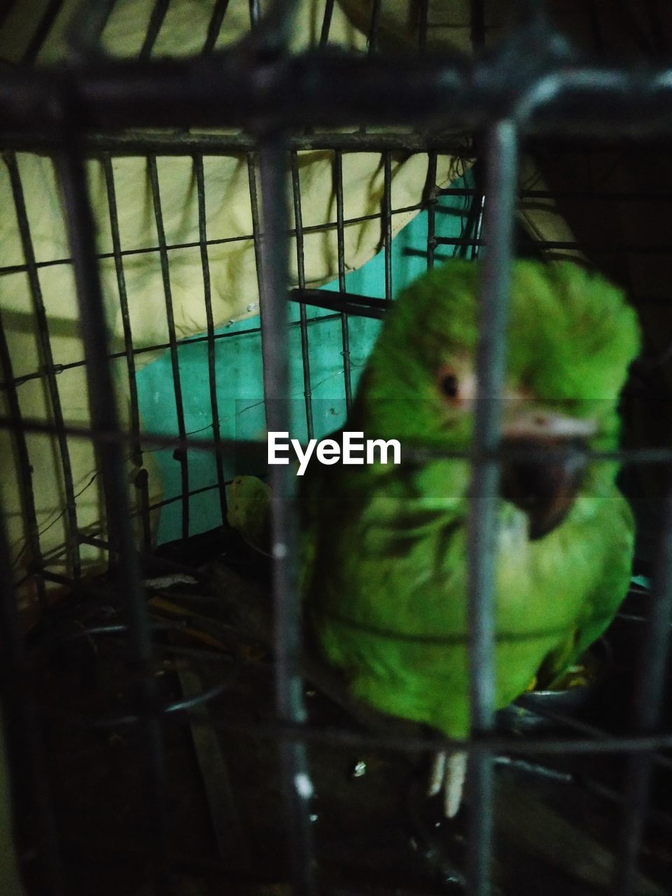 bird, one animal, animal themes, cage, parrot, birdcage, perching, animals in captivity, no people, animals in the wild, green color, animal wildlife, budgerigar, trapped, indoors, close-up, day, bluetit, pets, nature, beauty in nature