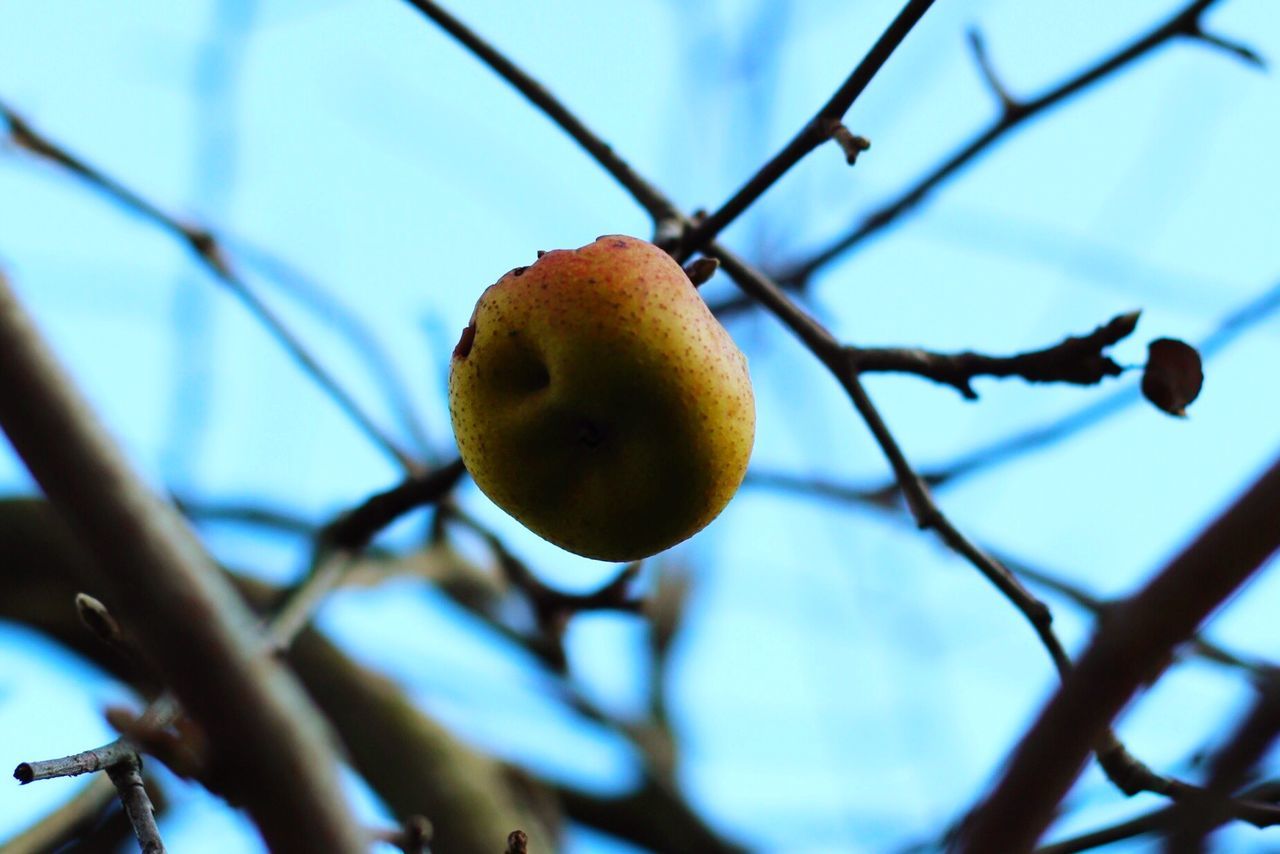 Low angle view of raw apple hanging on twig