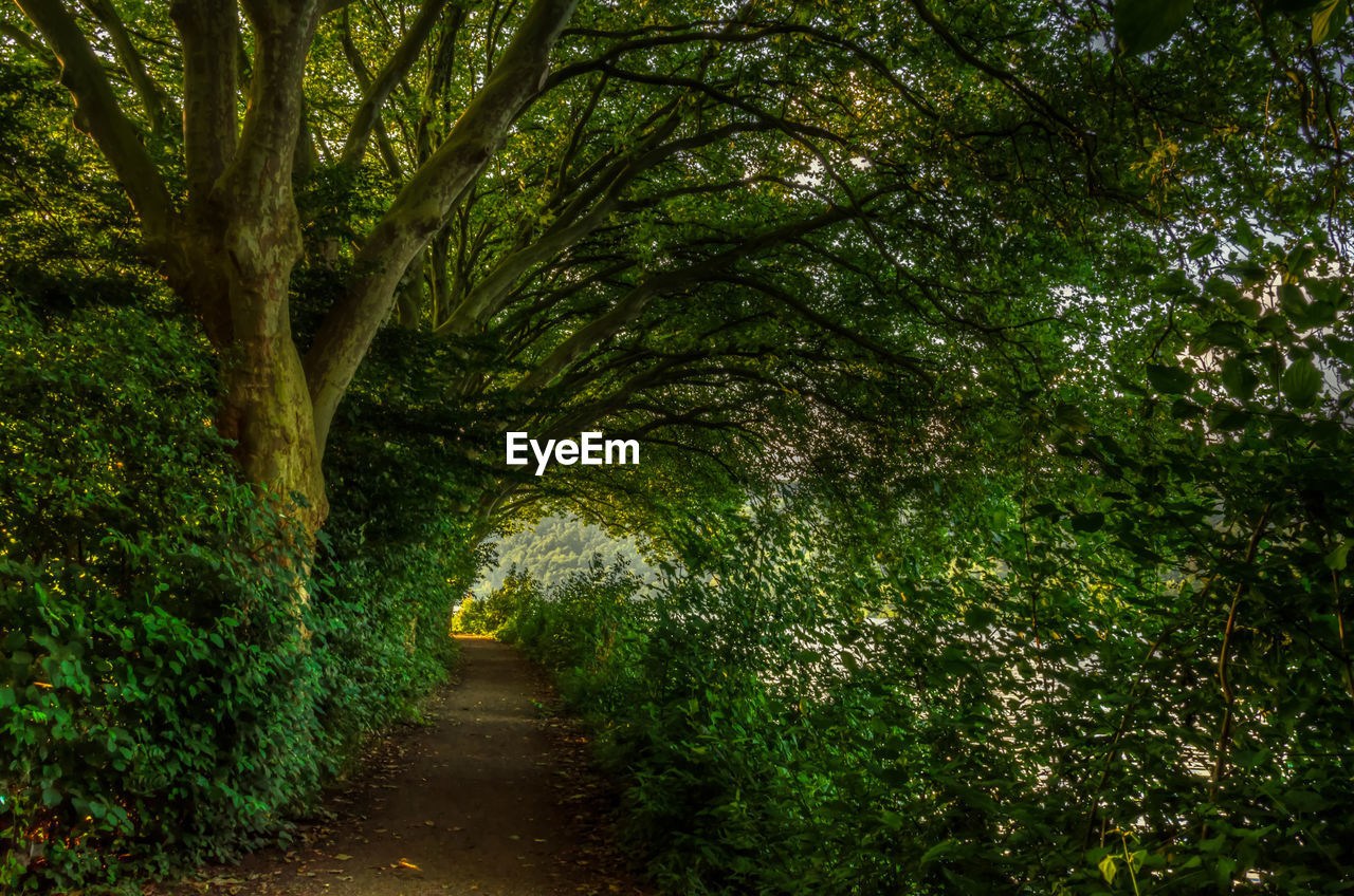 Footpath by trees in forest