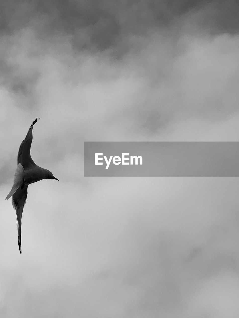 LOW ANGLE VIEW OF SEAGULL FLYING