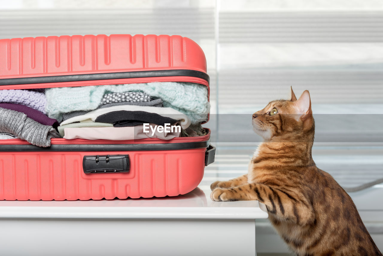 cat, pet, domestic animals, animal themes, animal, mammal, one animal, domestic cat, carnivore, feline, no people, suitcase, indoors, luggage, small to medium-sized cats