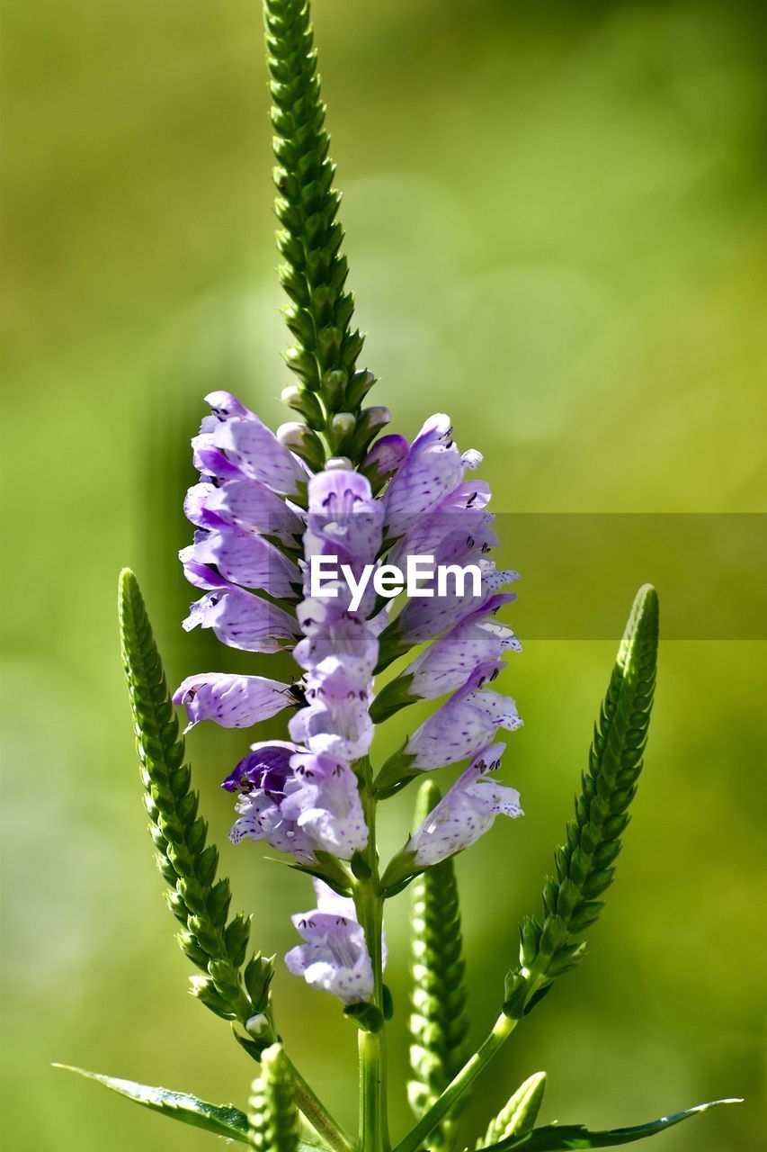 Close-up of purple flowering plant