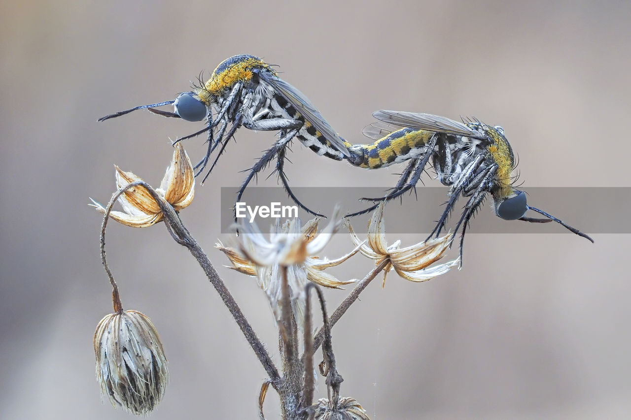 Close-up of dragonflies mating on flowers