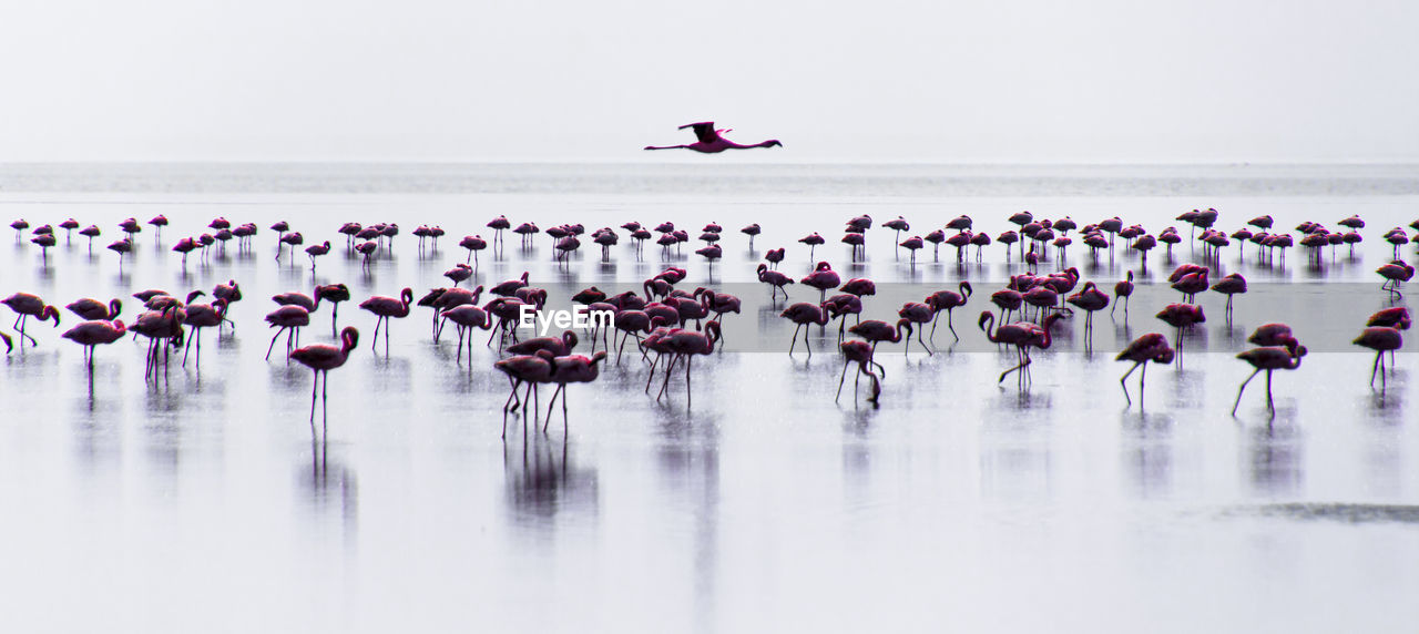 VIEW OF BIRDS IN LAKE