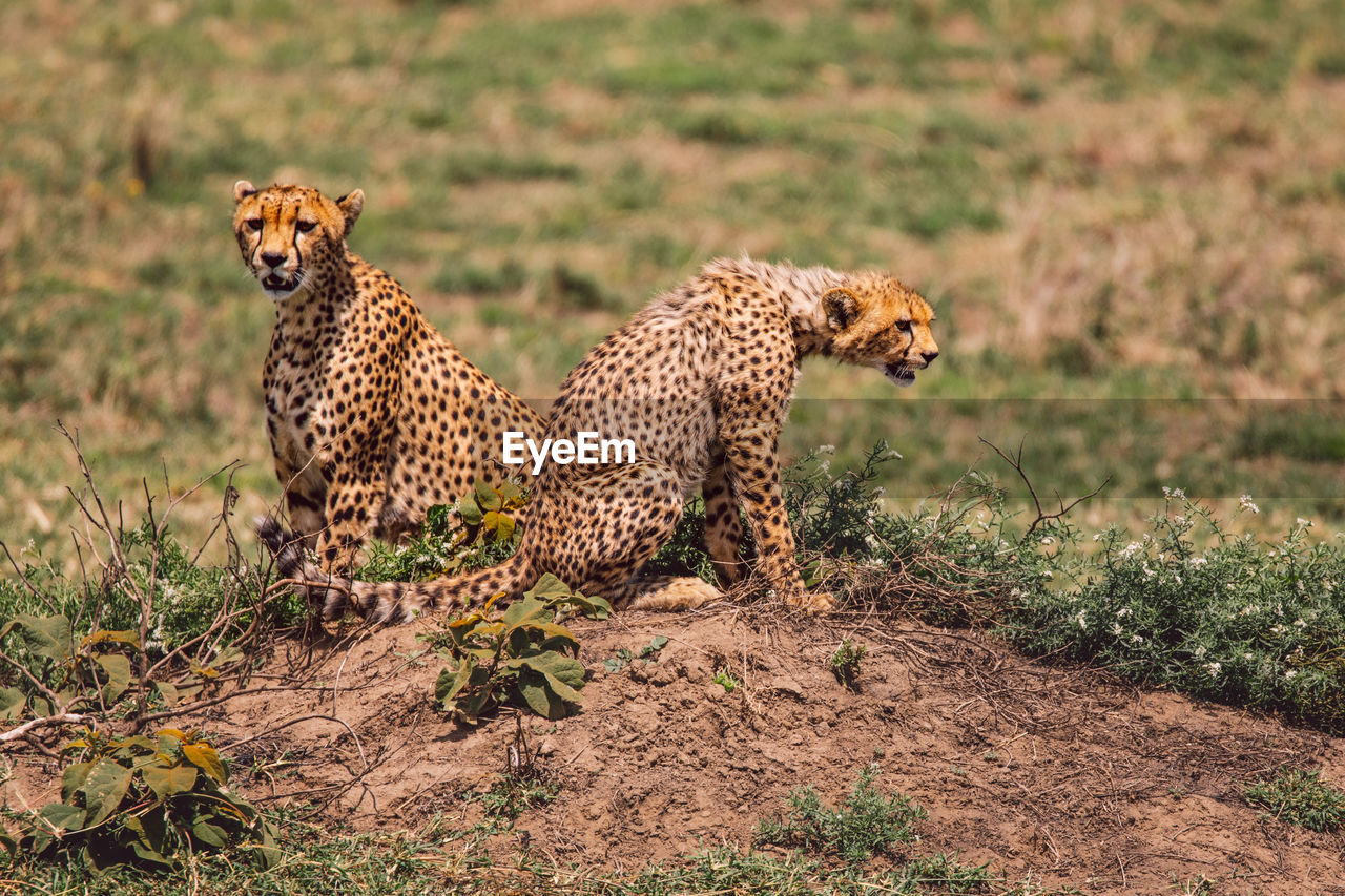 Cheetah with cub on field