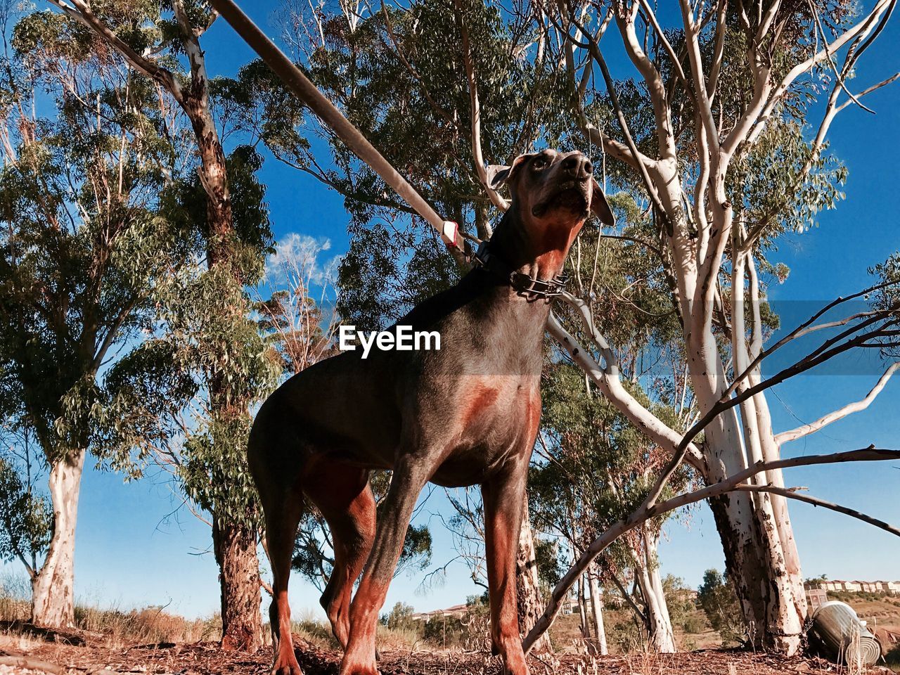 LOW ANGLE VIEW OF HORSE ON FIELD