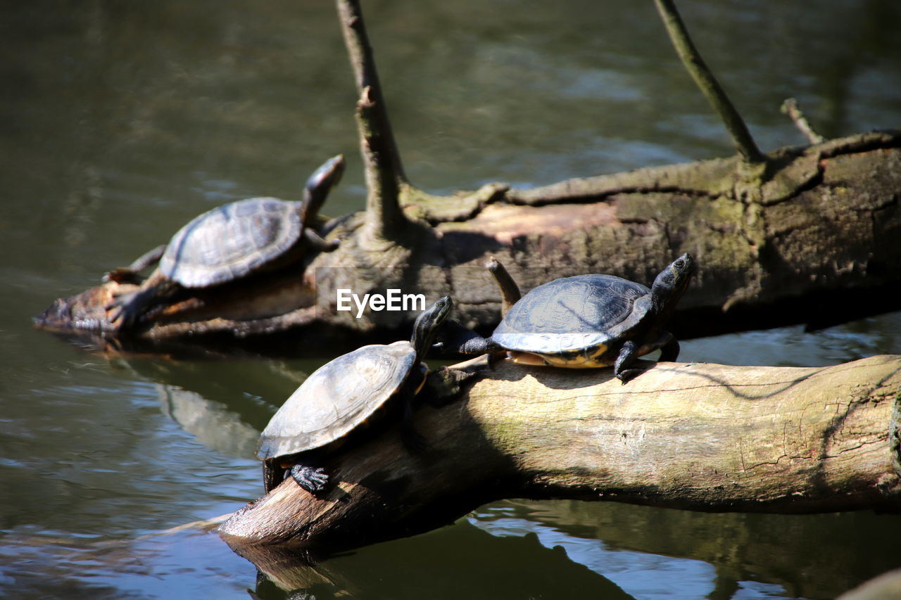 CLOSE-UP OF A TURTLE IN LAKE