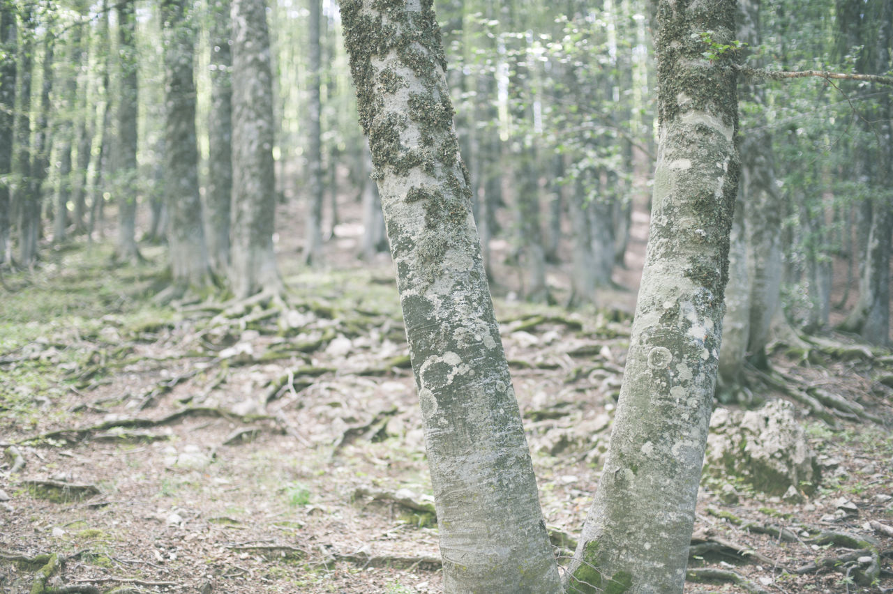 Trees in forest