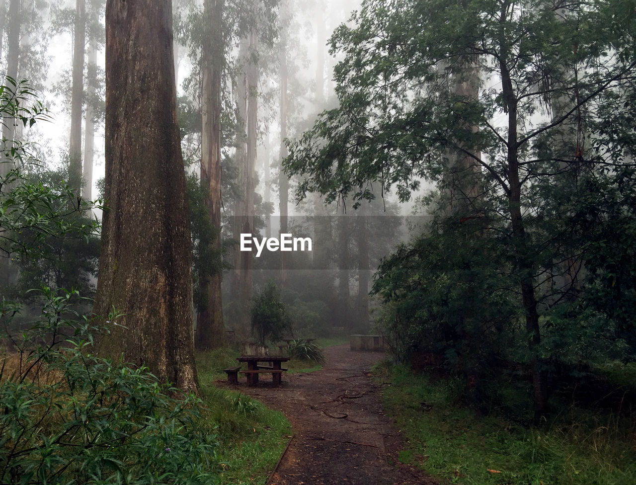 Trees in forest during foggy weather