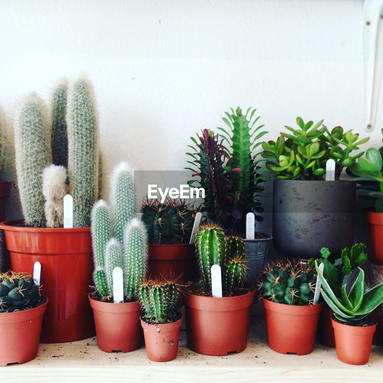 Close-up of potted cactus plants