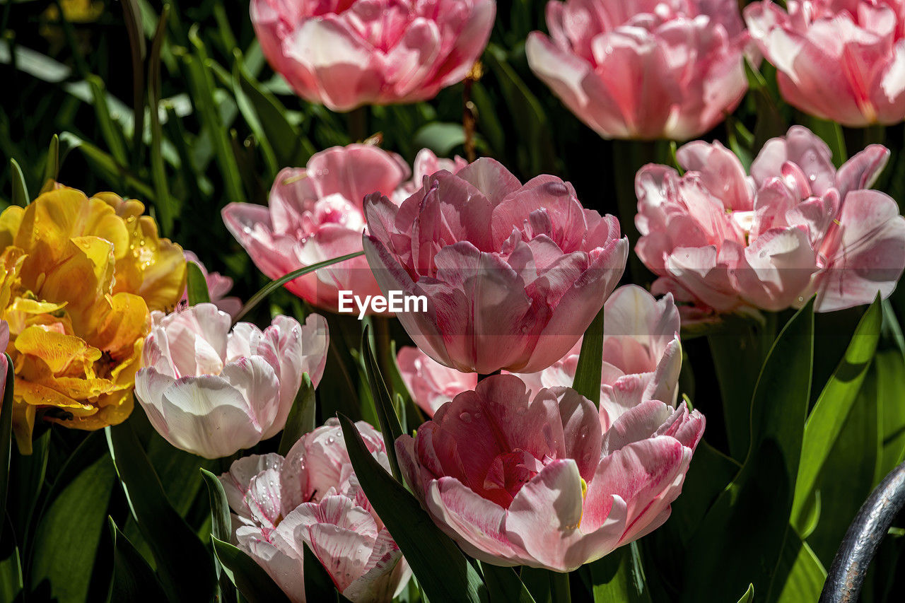 flower, flowering plant, plant, beauty in nature, freshness, pink, petal, close-up, fragility, nature, flower head, inflorescence, growth, leaf, plant part, no people, tulip, outdoors, springtime, botany, day, focus on foreground, sunlight, blossom