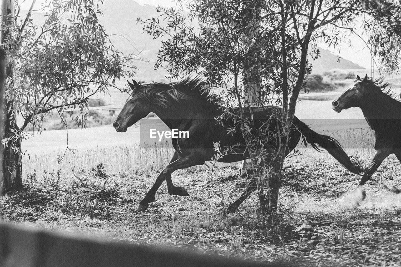 Side view of horses running on field