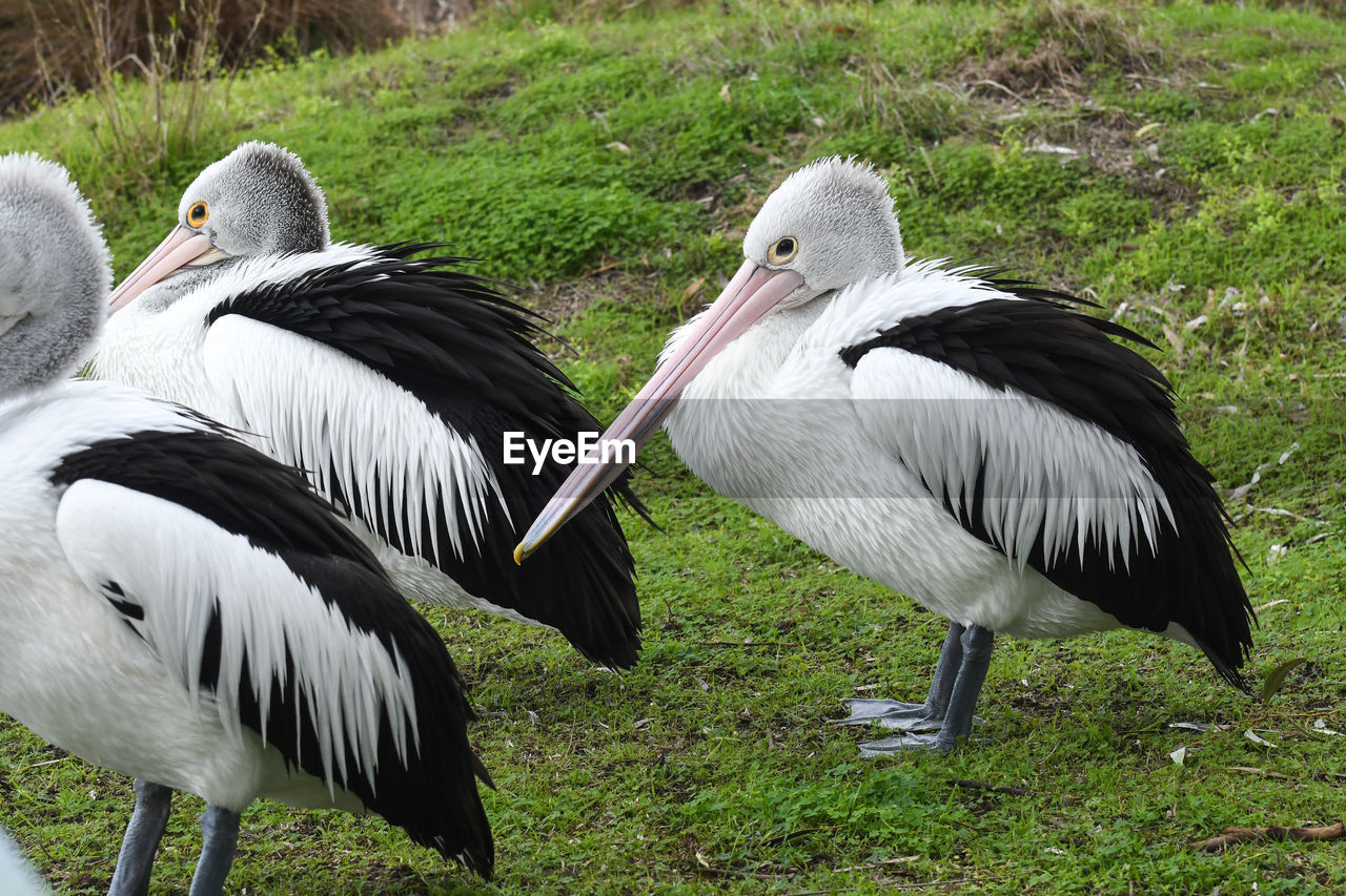 BIRDS ON FIELD