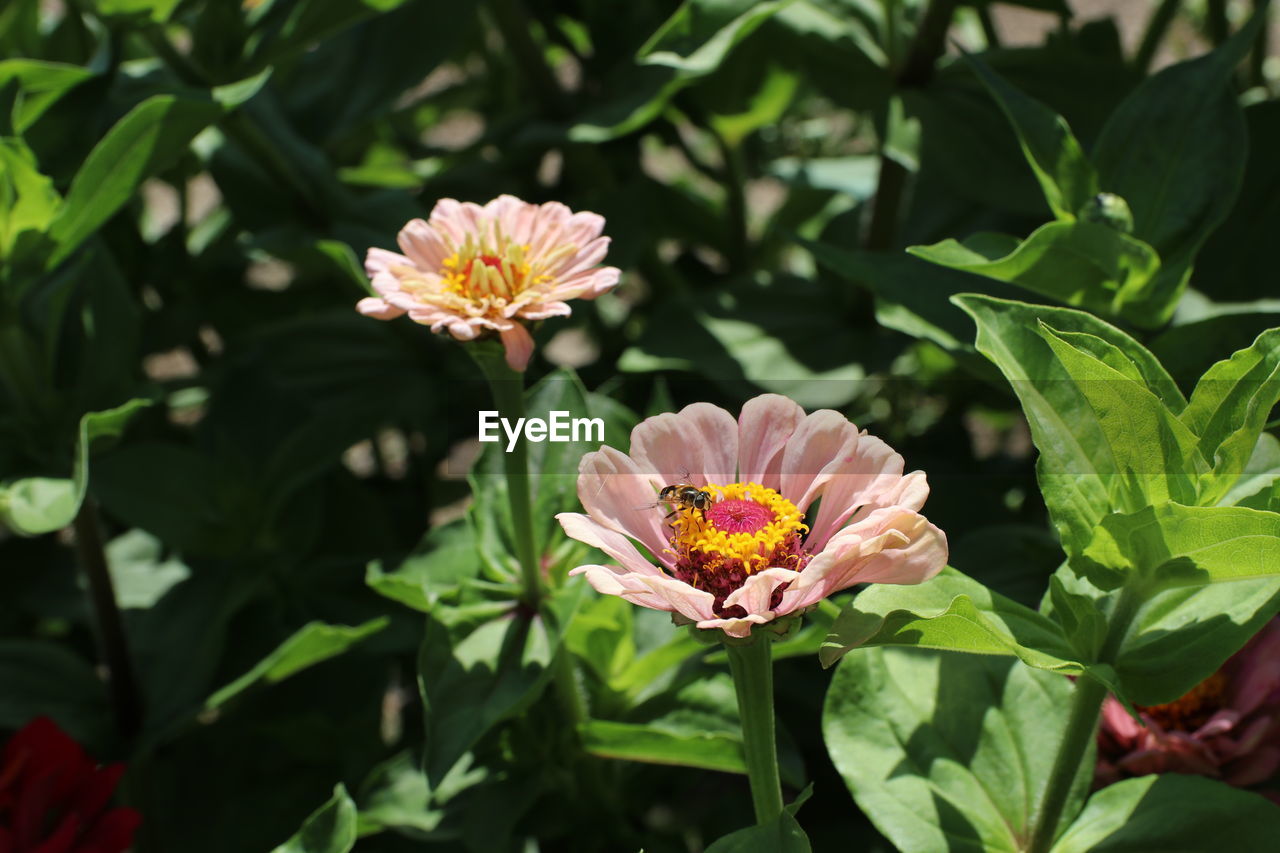 Close-up of pink flowering plant