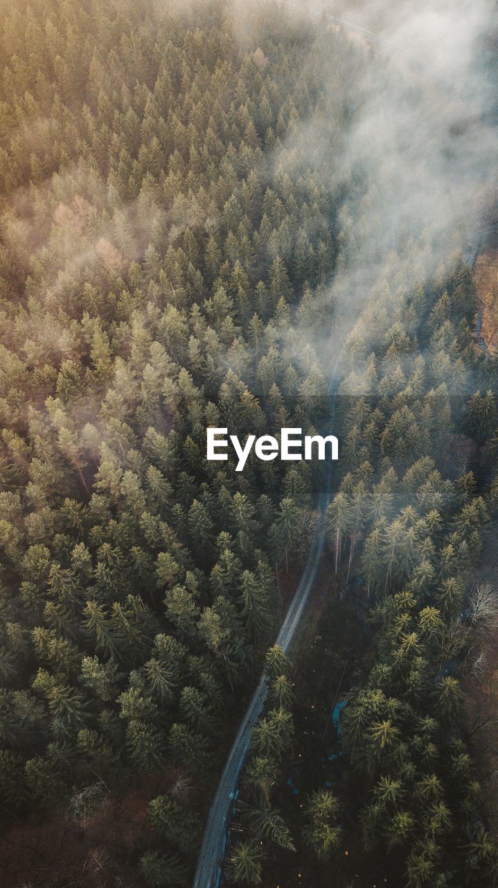 Aerial view of clouds over trees in forest