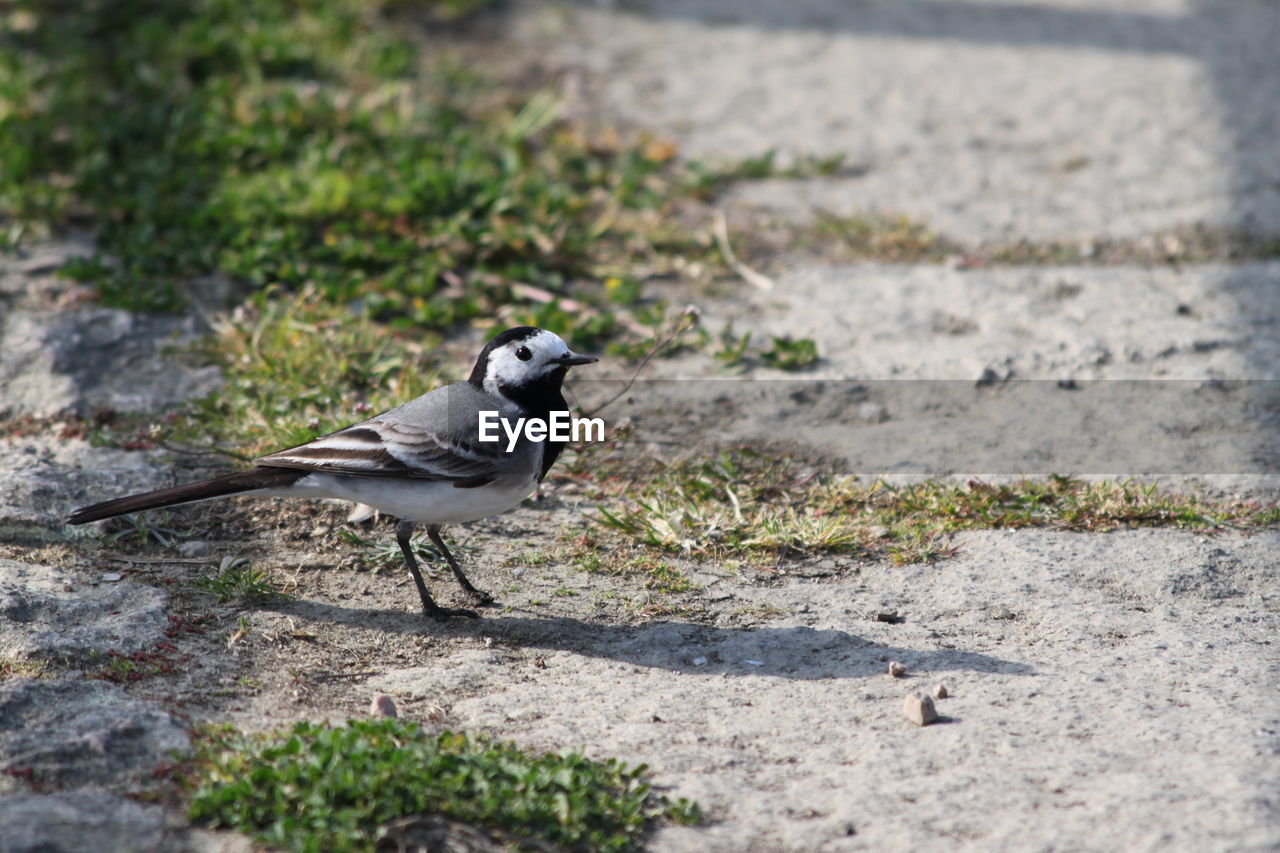 A close-up of a white wagtail