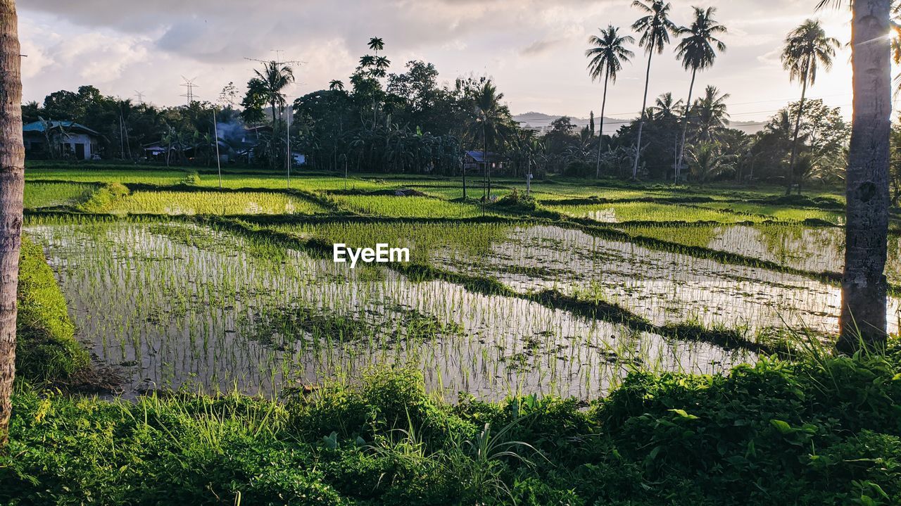 SCENIC VIEW OF FARM AGAINST SKY