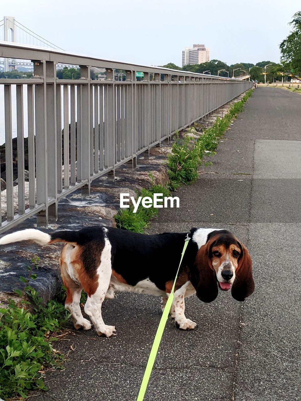 Portrait of dog in city