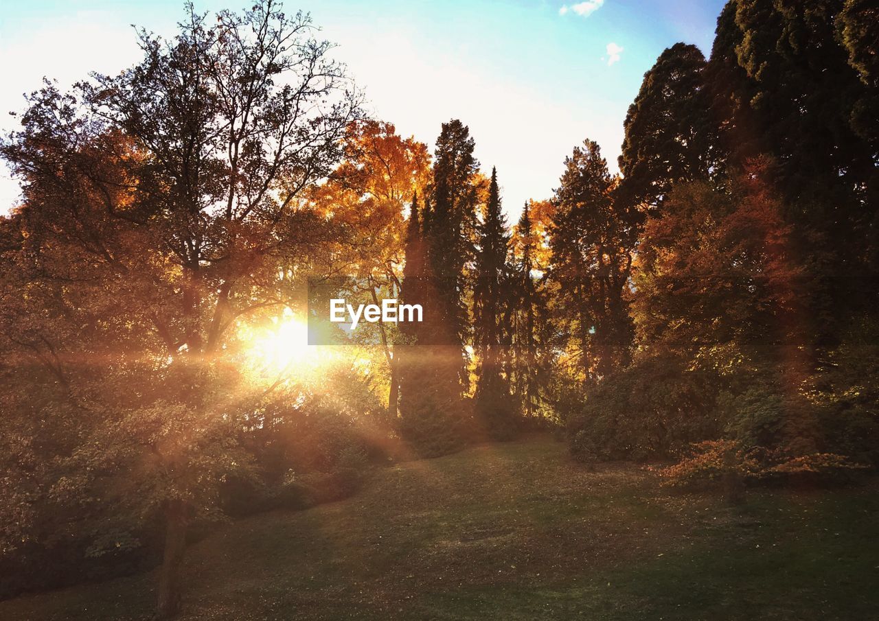 Sunlight streaming through trees in forest during sunset