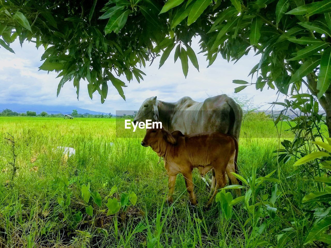 HORSE STANDING IN A FIELD