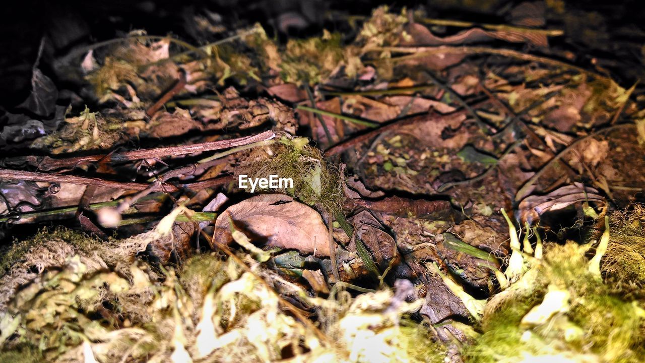 CLOSE-UP OF LEAVES ON LEAF