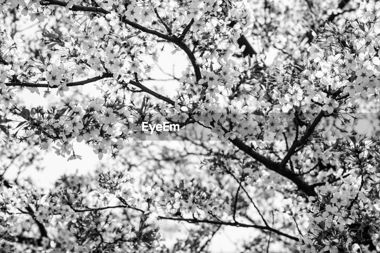 Low angle view of cherry blossom tree