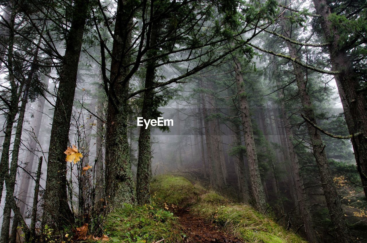 Trees in forest