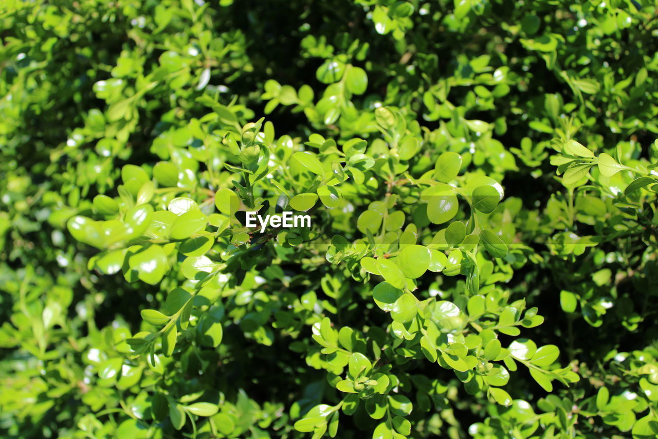 Full frame shot of fresh green leaves