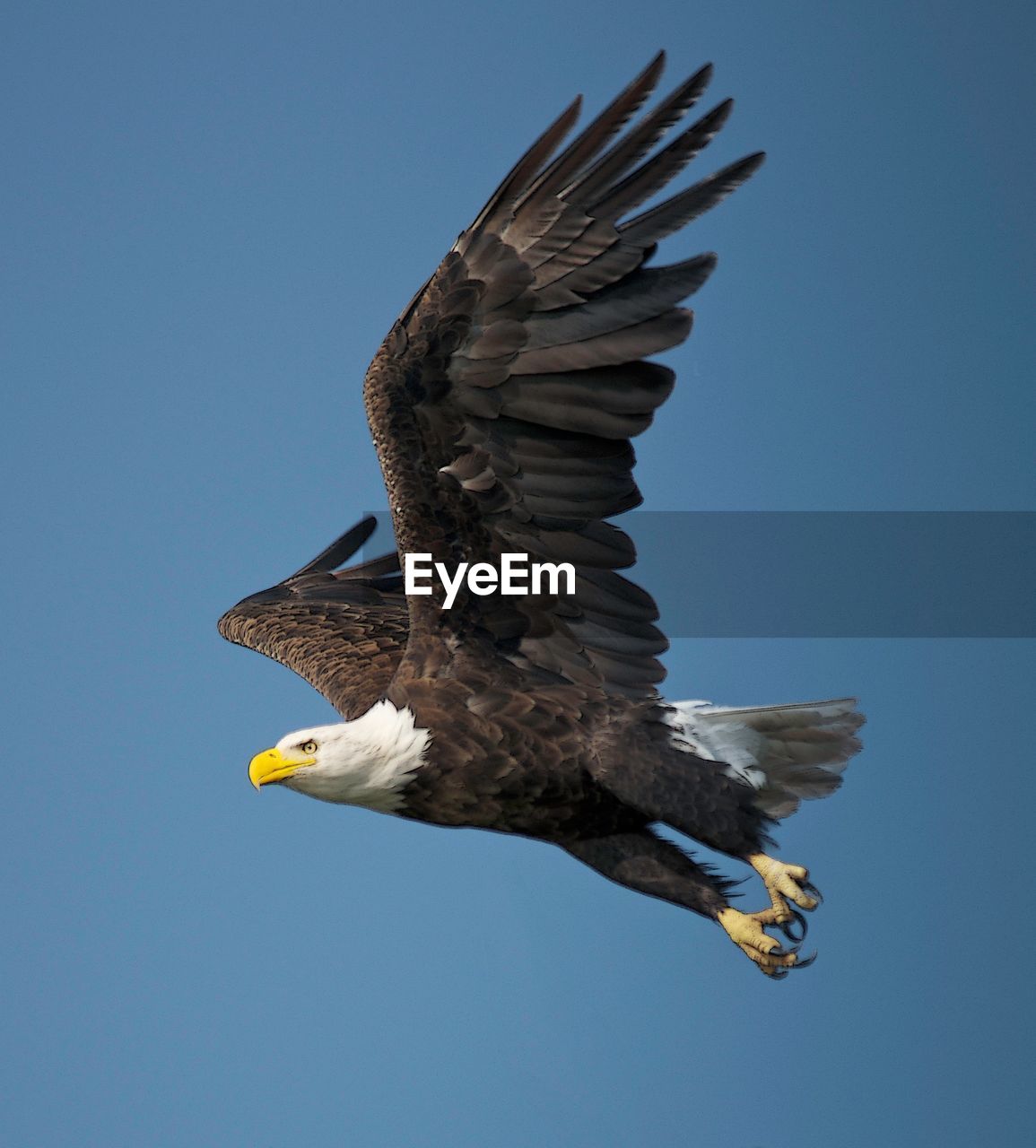 Low angle view of eagle flying against clear blue sky