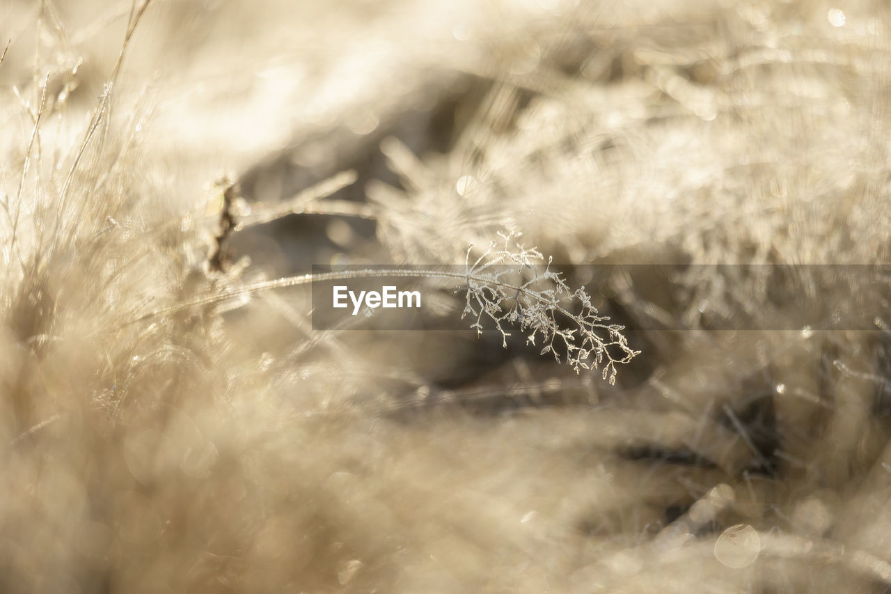 Close-up of frozen dandelion on field