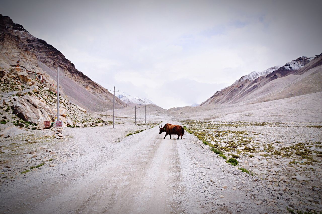 Yak walking on road amidst mountains at tibet