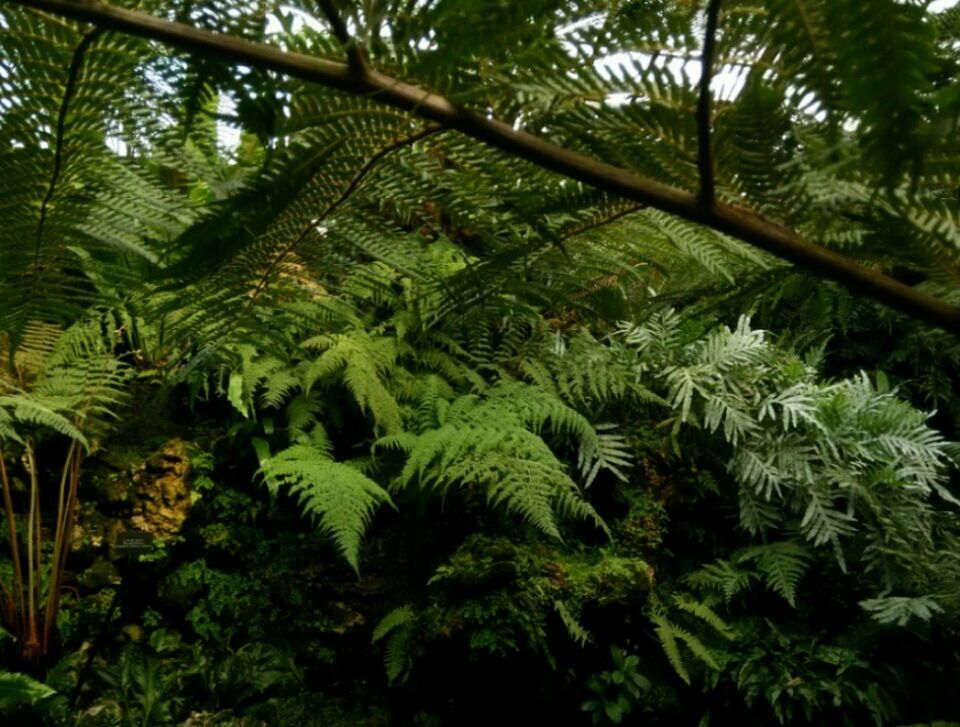 LOW ANGLE VIEW OF TREES IN FOREST