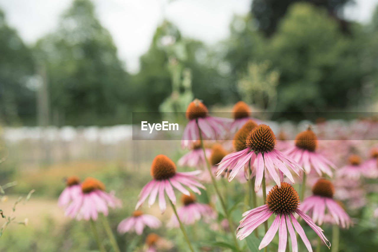 CLOSE-UP OF FRESH CONEFLOWER BLOOMING OUTDOORS