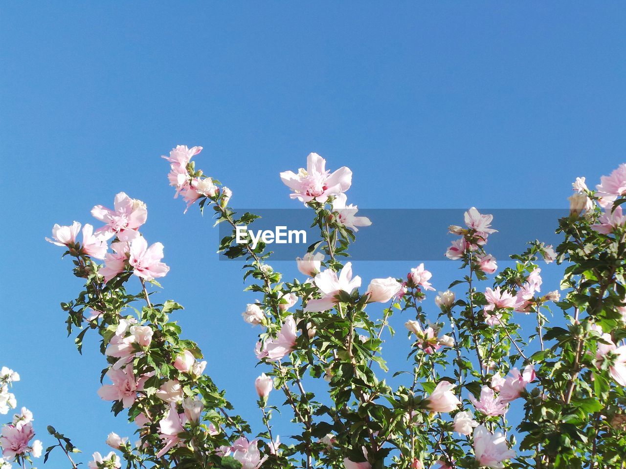 Low angle view of magnolia blossoms against sky