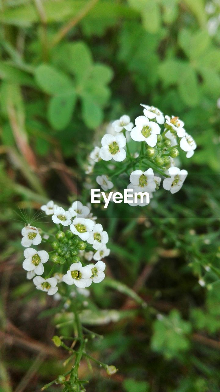 CLOSE-UP OF FRESH WHITE FLOWERS BLOOMING IN PLANT