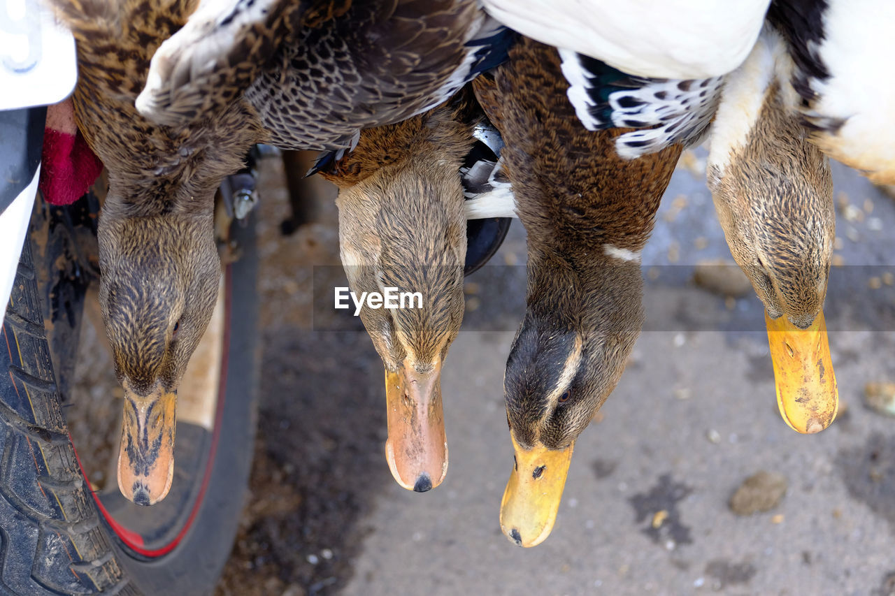 Live ducks for sale in market. hanging by their feet, so facing down towards the road. 