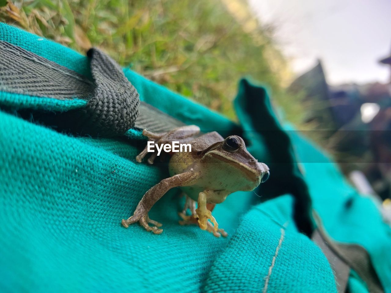 Rare five legged brown frog with cute face.