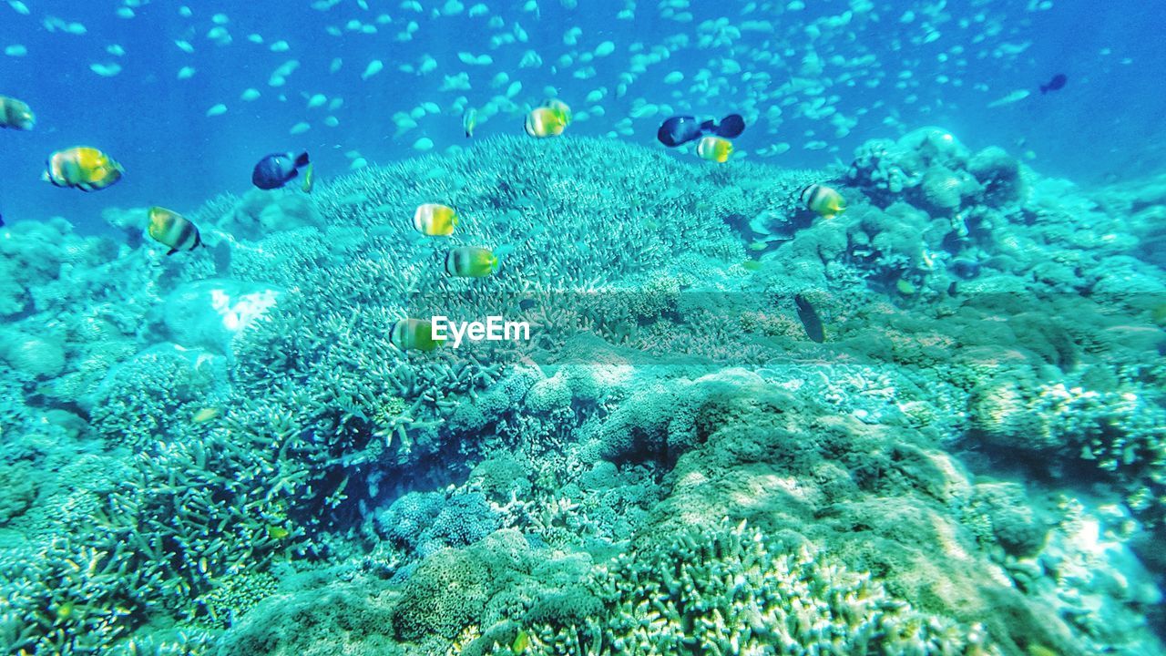 VIEW OF FISH SWIMMING IN SEA