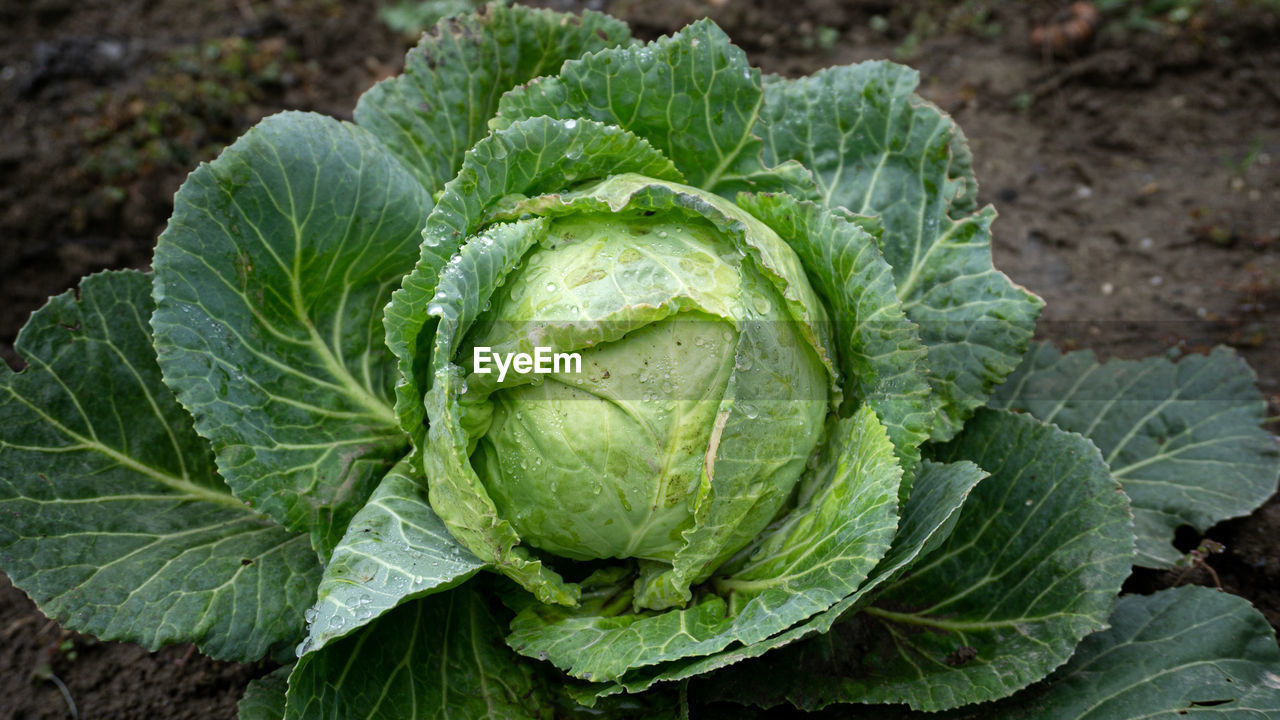 White cabbage in garden ready to be harvest farming