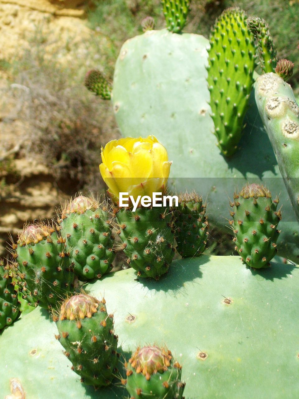 Close-up of prickly pear cactus on field