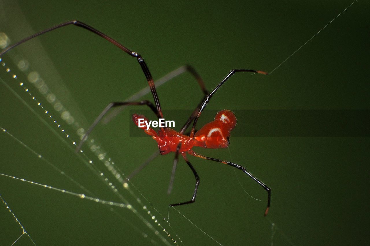 Close-up of spider on web